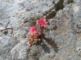 spinnweb-hauswurz-sempervivum-archnoideum-val-ferret